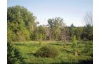 Property photo 4 - 20 Acres Offered in 3 Tracts - Hunting, Wildlife, & Recreation!
